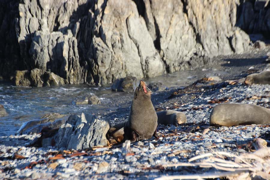 Wellington: Half Day Seal Coast Safari - Key points at a glance