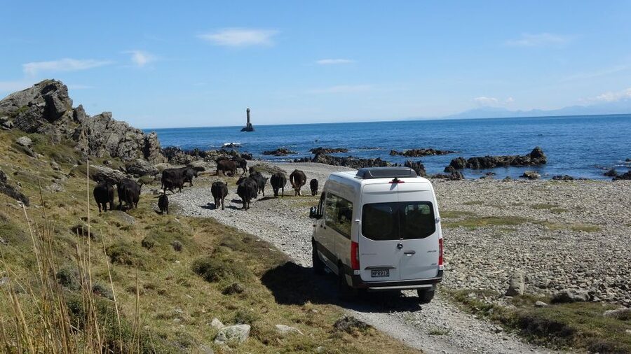 Wellington: Half Day Seal Coast Safari - Pick-up points and planning the morning