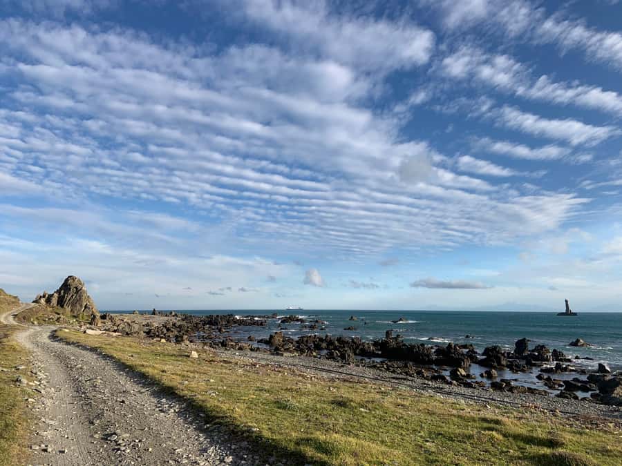 Wellington: Half Day Seal Coast Safari - Wind turbines, farming, and Wellington’s famous wind