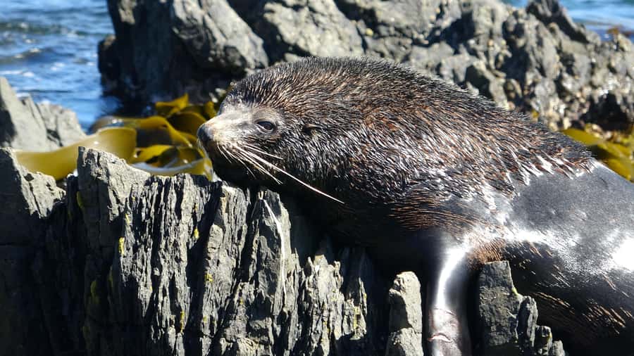 Wellington: Half Day Seal Coast Safari - Otari-Wilton’s Bush puts Wellington’s plants first