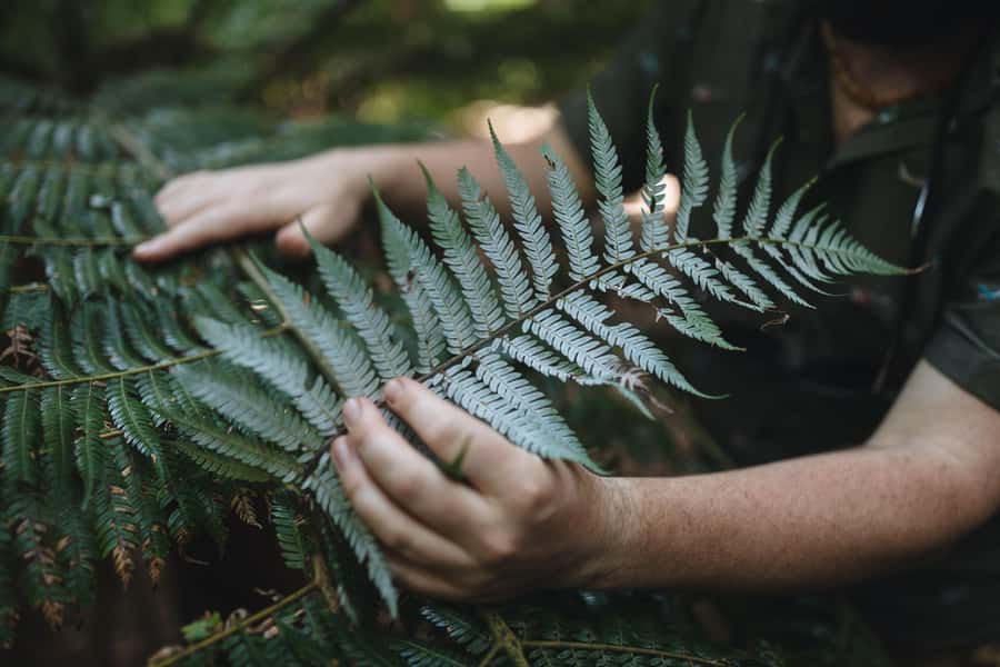 Wellington: Original LOTR Full-Day Tour with Weta & Lunch - Guides, group atmosphere, and transport