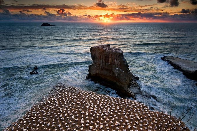 West Coast Discovery - Piha Beach or Muriwai Beach from Auckland - Arataki Centre, the gateway with two ocean views