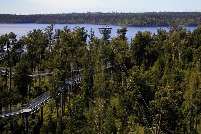 West Coast Tower Zipline & Treetop Walk Combo - Starting at the visitor centre