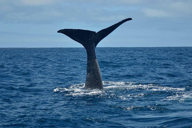 Whale Watching in Kaikoura by Boat - Why Kaikoura Is Such a Strong Whale-Watching Base