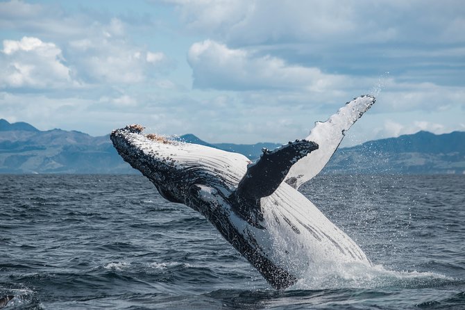 Whale Watching in Kaikoura by Boat - Finding a Sperm Whale Offshore