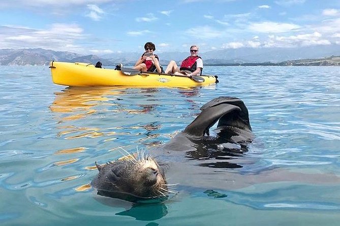 Whale Watching in Kaikoura by Boat - The Boat, Crowds, and Viewing Space