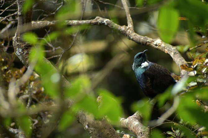 Wildlife and Penguin Tour - Key points at a glance