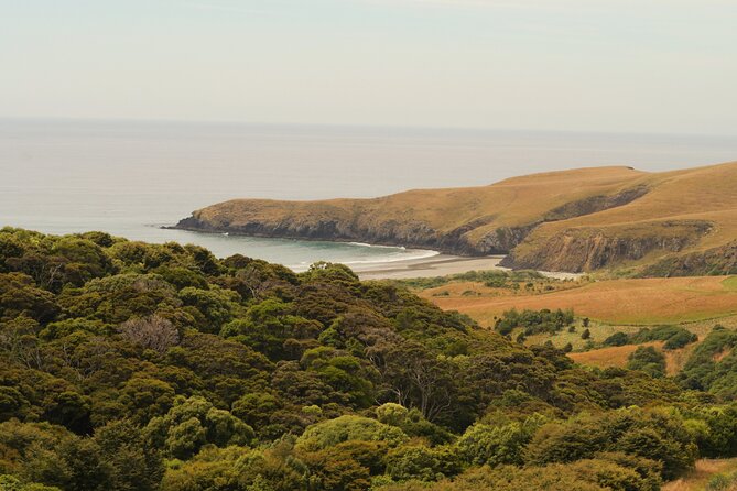 Wildlife and Penguin Tour - What you might see besides yellow-eyed penguins