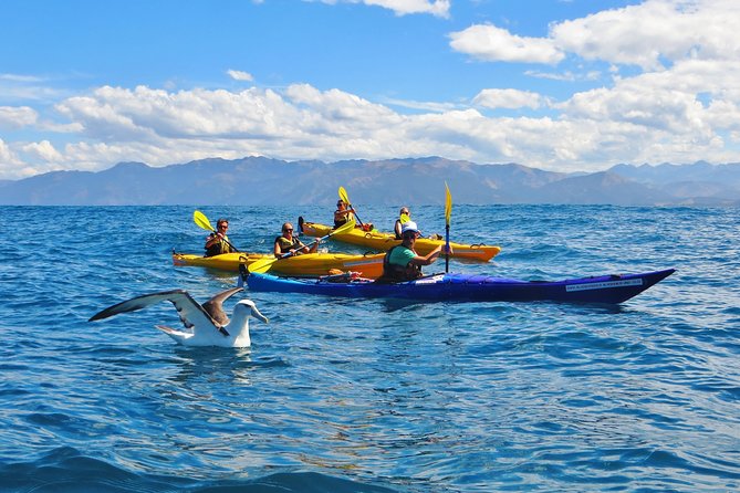 Wildlife Sea Kayaking Tour - Kaikoura - Key points at a glance