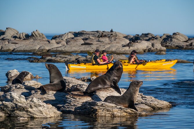 Wildlife Sea Kayaking Tour - Kaikoura - What makes this Kaikoura kayak trip different