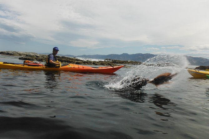 Wildlife Sea Kayaking Tour - Kaikoura - The seal colony, the tour’s most dependable reward