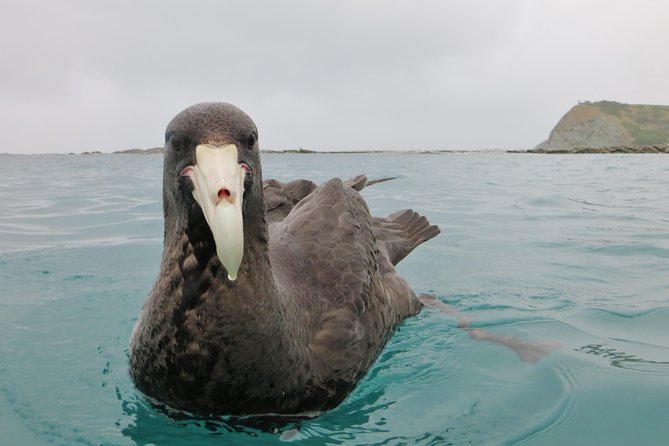 Wildlife Sea Kayaking Tour - Kaikoura - Dolphins, penguins, and whales: keep expectations sensible