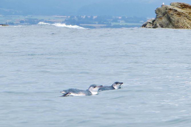 Wildlife Sea Kayaking Tour - Kaikoura - Guides who shape the day