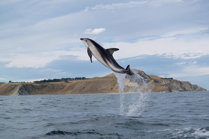 Wildlife Sea Kayaking Tour - Kaikoura - What to wear and pack for the water