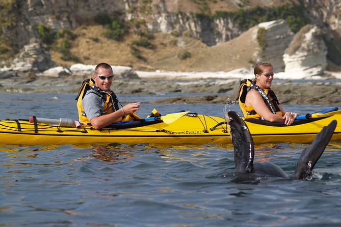 Wildlife Sea Kayaking Tour - Kaikoura - Is $99.29 a fair price?