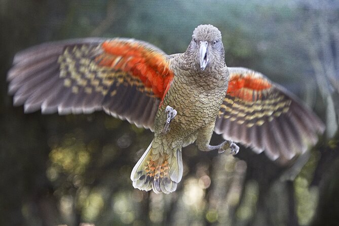 Willowbank Wildlife Reserve Day Entry - Native New Zealand Animals in One Place