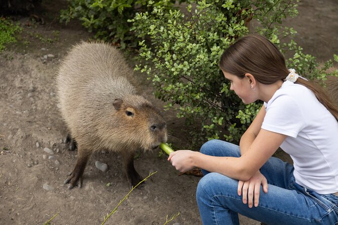 Willowbank Wildlife Reserve Day Entry - Feeding Deer and Patting Farm Animals