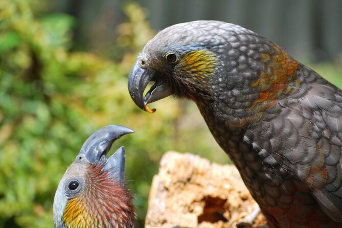 Willowbank Wildlife Reserve Day Entry - Is NZ$22.65 Good Value?