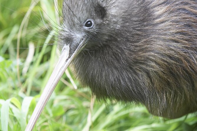 Willowbank Wildlife Reserve Day Entry - Food, Facilities, and Comfort