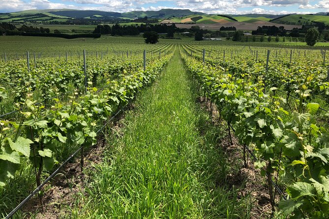 Wine trail and Christchurch City - Luxury, Small Group Tour - Christchurch after the tasting
