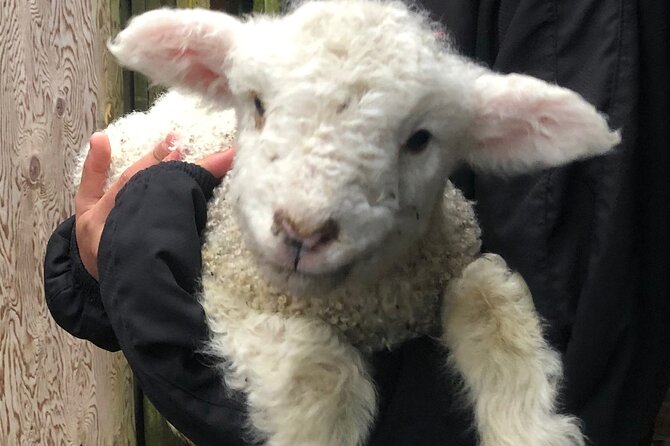 Wool Sheep Farm Experience with Handmade Wool Hat in New Zealand - Rain, farm conditions, and practical planning