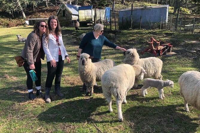 Wool Sheep Farm Experience with Handmade Wool Hat in New Zealand - Feeding sheep, chickens, ducks, and larger farm animals