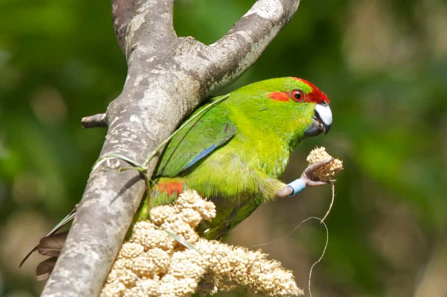 Zealandia by Day Tour - Key points about the Zealandia day tour