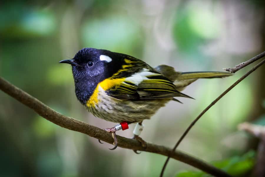 Zealandia by Day Tour - Who will get the most from this tour