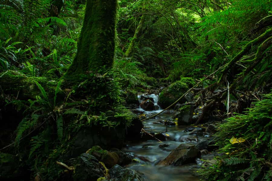Zealandia by Day Tour - What the guide adds for $41