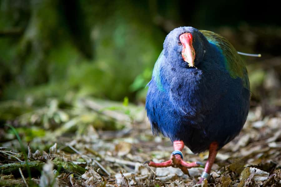 Zealandia by Day Tour - Walking comfort, weather, and pace