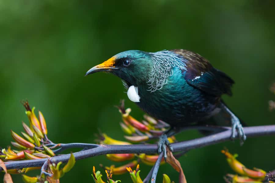 Zealandia by Day Tour - The first walk through the protected valley